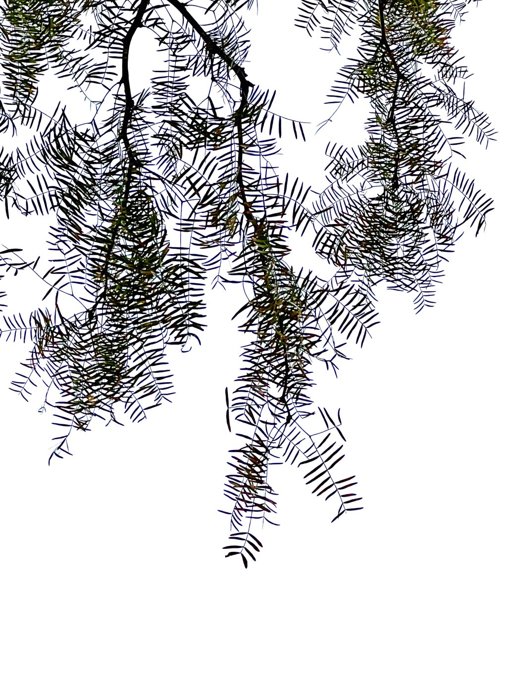 Dangling Participle by Gail Purdy